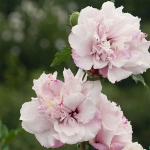 Althea Rose of Sharon Bare Root Plant - 2 Pack, Hibiscus Syriacus, Outdoor Shrub - Image 3