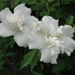 Althea Rose of Sharon Bare Root Plant - 2 Pack, Hibiscus Syriacus, Outdoor Shrub - Image 5