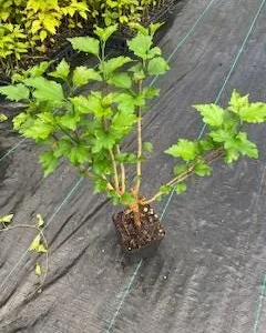 Althea Rose of Sharon Live Plant – Quart Pot – 10-18 inches Tall – Outdoor Shrub - Image 6