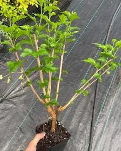 Althea Rose of Sharon Live Plant – Quart Pot – 10-18 inches Tall – Outdoor Shrub - Image 7