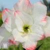 Amadeus Amaryllis Bulbs - Double Bloom, Pink/Red Accents, 28/32 cm Bulb - Image 1