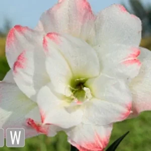 Amadeus Amaryllis Bulbs - Double Bloom, Pink/Red Accents, 28/32 cm Bulb - Image 1