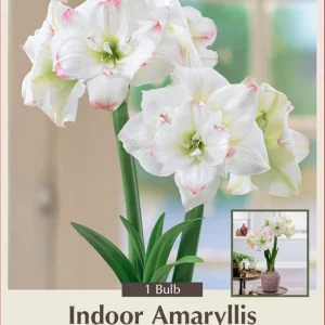 Amadeus Double Amaryllis Bulb - 32/34 cm, White with Red Tips, Indoor - Image 1