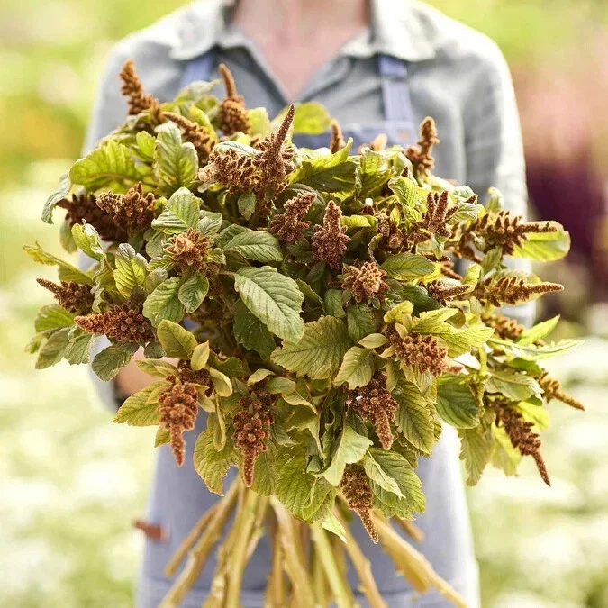 Amaranthus 'Hot Biscuits' Flower Seeds - 500+ Count - Outdoor Perennial - Image 1