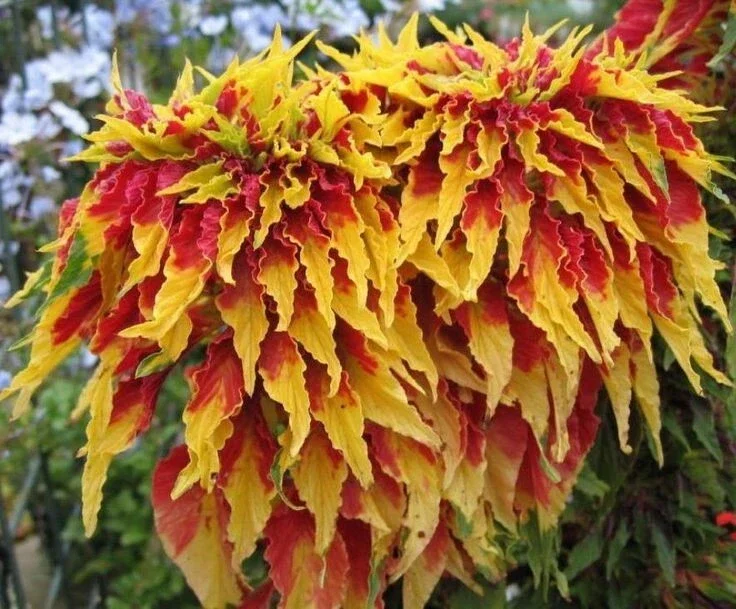 Amaranthus Perfecta Seeds - Amaranthus cruentus Flower Seeds - 500+ Count - Outdoor - Image 2