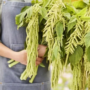 Amaranthus Viridis Seeds - 500+ Amaranthus caudatus Green Flower Seeds Perennial Outdoor - Image 2