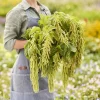 Amaranthus Viridis Seeds - 500+ Amaranthus caudatus Green Flower Seeds Perennial Outdoor - Image 1