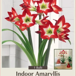 Amaryllis Bulb Full House - Exotic White Star Flower - 26/+ cm Bulb - Indoor/Outdoor - Image 1