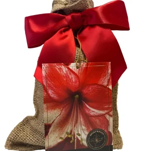 Amaryllis Charisma Bulb Gift Set - Easy Grow Indoor Flower Bulb with Burlap Bag - Image 1