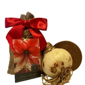 Amaryllis Charisma Bulb Growing Kit – Red Ceramic Pot, Large Bulb, 20-24