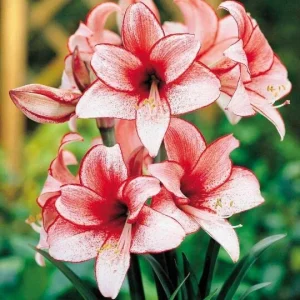 Amaryllis Charisma Bulb Growing Kit with Gold Tin Pot, 20-24