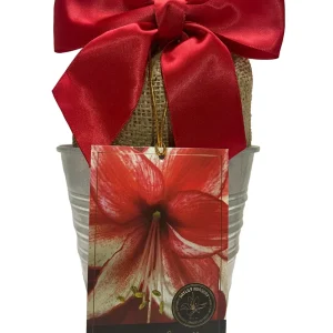 Amaryllis Charisma Bulb Growing Kit with Rustic Tin Pot - 14-16 Bulb Size - Image 1