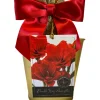 Amaryllis Double King Bulb Growing Kit - Gold Pot, Professional Medium - Image 1