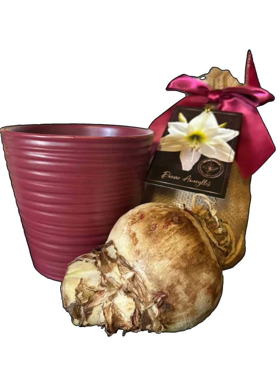 Amaryllis Gift Growing Kit - Bulb Size 26-28 - Ceramic Pot - Indoor Plant - Image 2