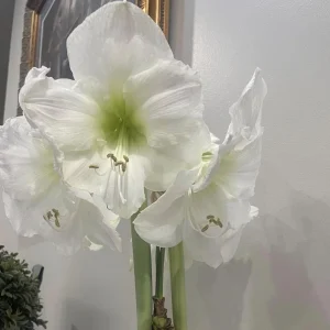 Amaryllis Gift Growing Kit - Bulb Size 26-28 - Ceramic Pot - Indoor Plant - Image 3