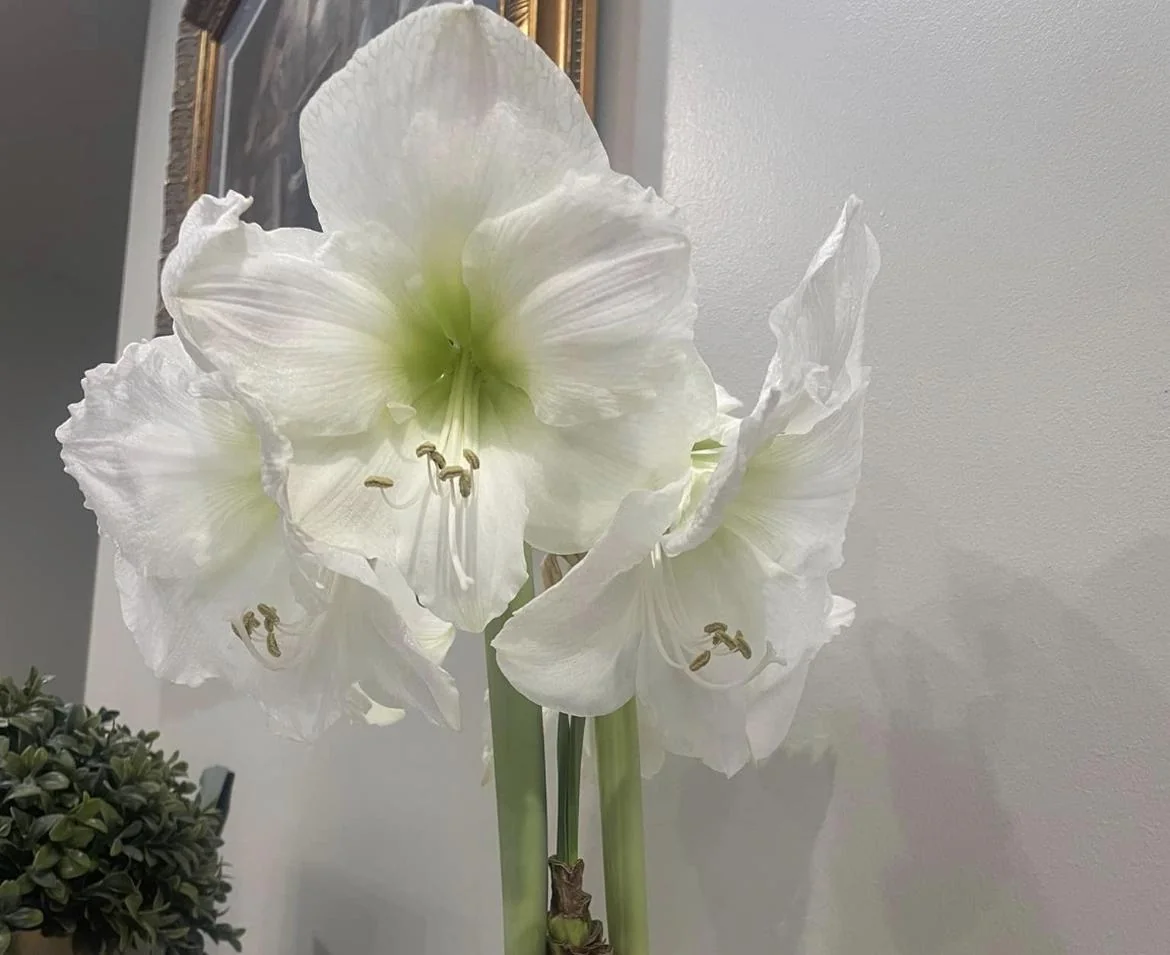 Amaryllis Gift Growing Kit - Bulb Size 26-28 - Ceramic Pot - Indoor Plant - Image 3