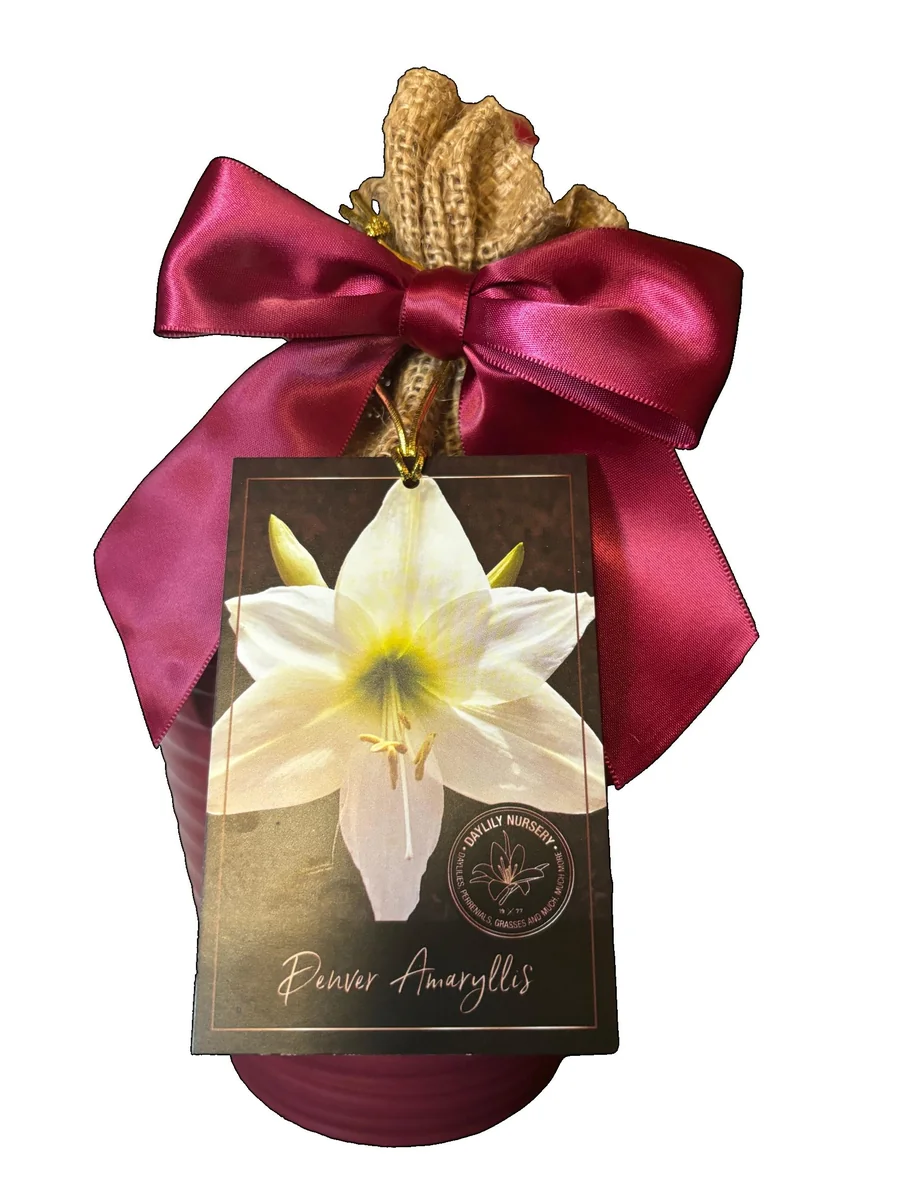 Amaryllis Gift Growing Kit - Bulb Size 26-28 - Ceramic Pot - Indoor Plant - Image 1