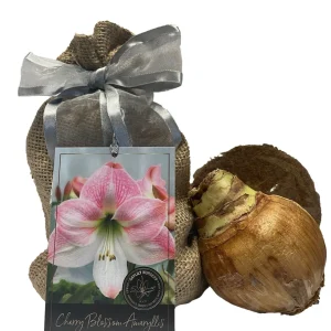 Amaryllis Growing Kit - Cherry Blossom Bulb, Rustic Tin Pot, 20-24