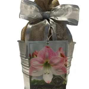 Amaryllis Growing Kit - Cherry Blossom Bulb, Rustic Tin Pot, 20-24