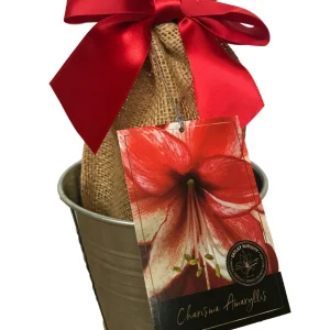 Amaryllis Growing Kit with Rustic Tin Pot & Big Charisma Bulb - 20-24