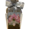Amaryllis Growing Kit with White Ceramic Pot & Cherry Blossom Bulb, 14-16 Bulb Size - Image 1