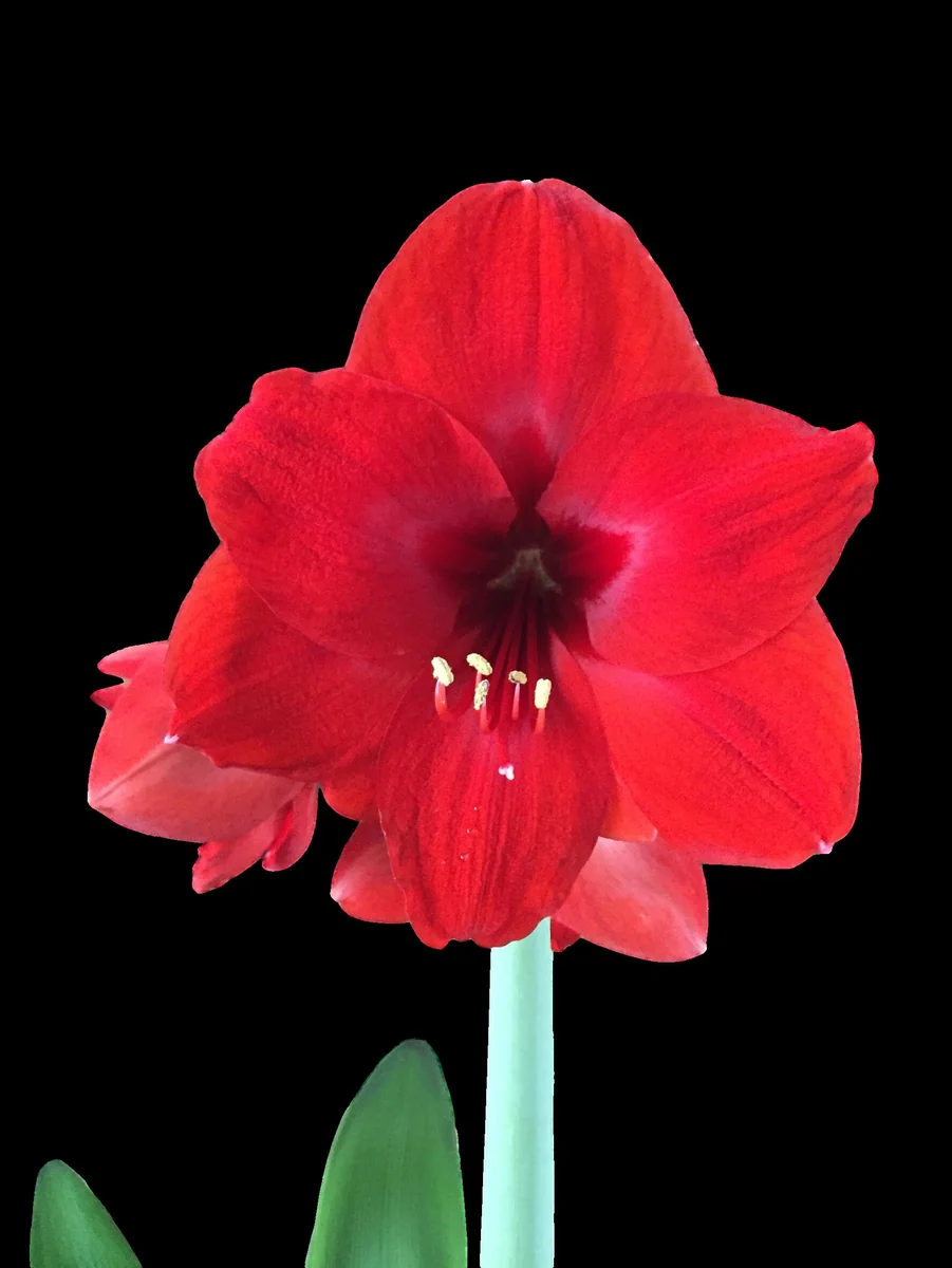 Amaryllis Holiday Gift Growing Kit - Big Red Lion Bulb, Rustic Tin Pot, Growing Medium - 20-24" Tall - Image 2