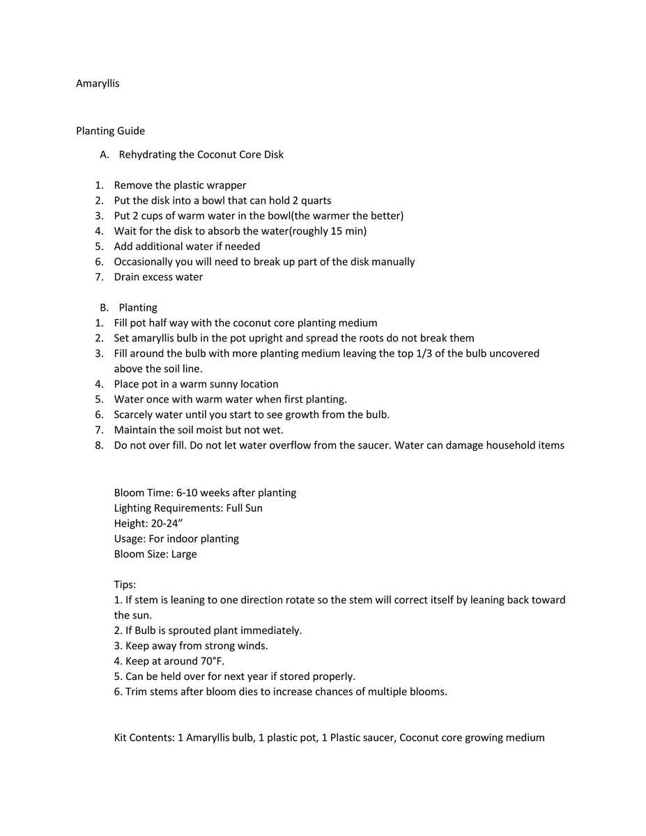 Amaryllis Holiday Gift Growing Kit - Big Red Lion Bulb, Rustic Tin Pot, Growing Medium - 20-24" Tall - Image 3