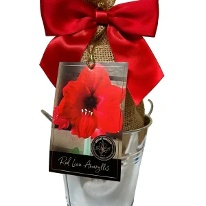 Amaryllis Holiday Gift Growing Kit - Big Red Lion Bulb, Rustic Tin Pot, Growing Medium - 20-24