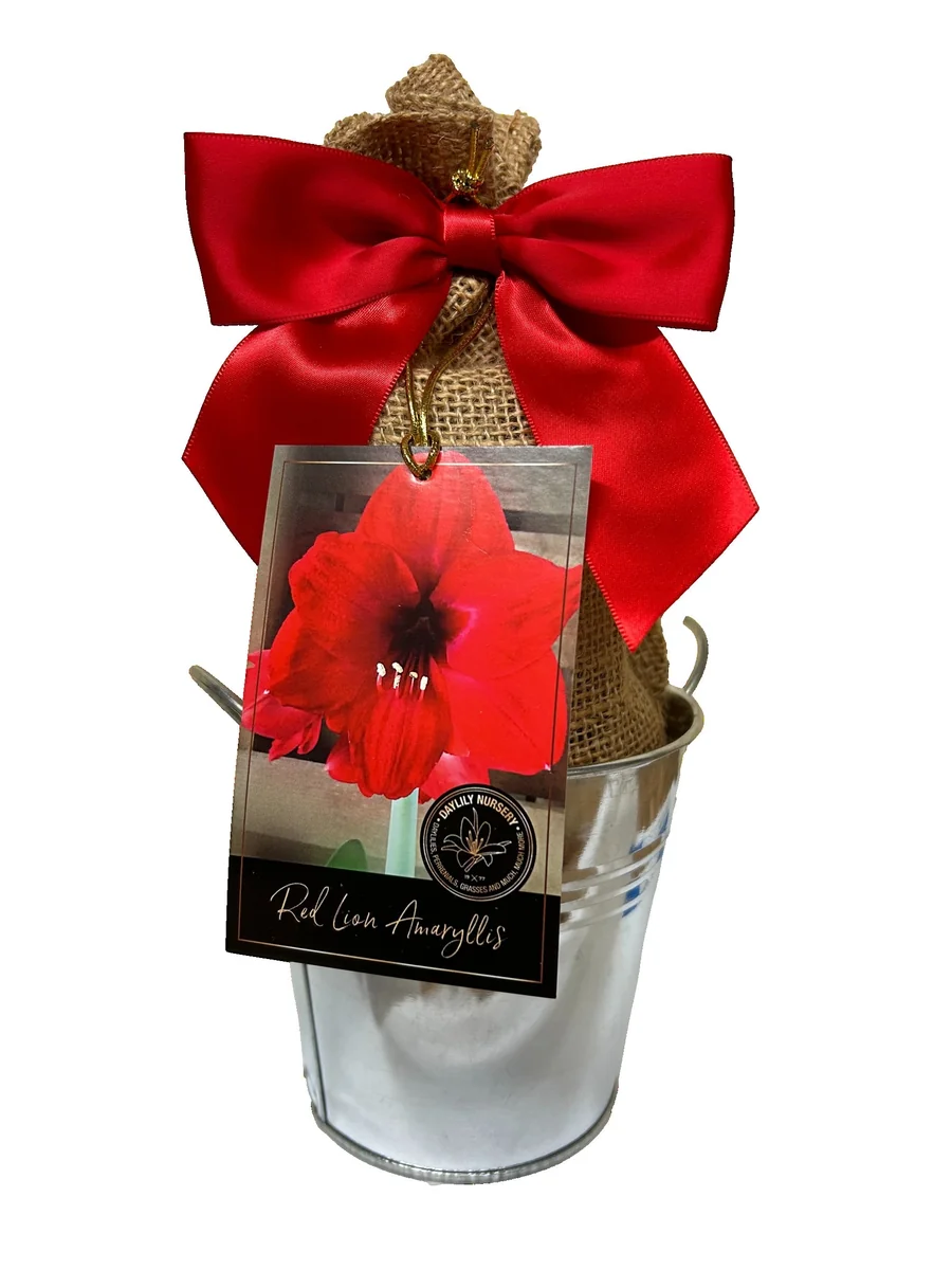 Amaryllis Holiday Gift Growing Kit - Big Red Lion Bulb, Rustic Tin Pot, Growing Medium - 20-24" Tall - Image 1