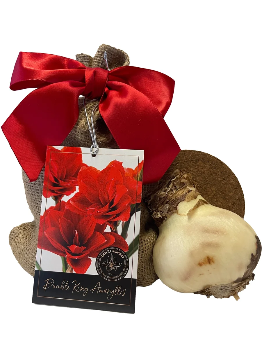 Amaryllis Holiday Gift Growing Kit - Double King Bulb, Rustic Tin Pot, 22-24 cm Bulb Size - Image 2