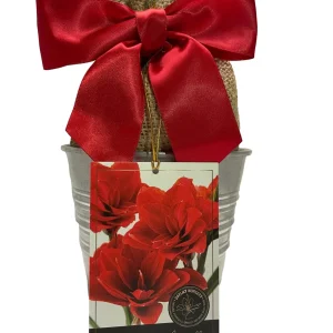 Amaryllis Holiday Gift Growing Kit - Double King Bulb, Rustic Tin Pot, 22-24 cm Bulb Size - Image 1