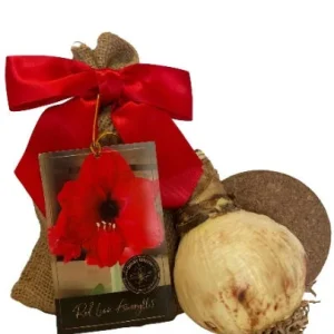 Amaryllis Holiday Gift Growing Kit - Red Lion Bulb, Gold Pot, 14-16 Bulb Size - Image 2