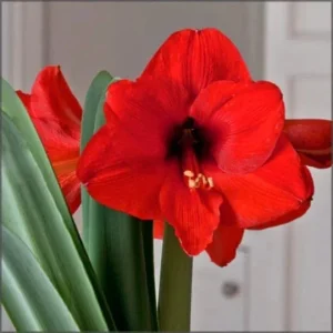 Amaryllis Holiday Gift Growing Kit - Red Lion Bulb, Gold Pot, 14-16 Bulb Size - Image 3
