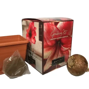Amaryllis Kit Charisma - Indoor Deep Red Flowering Bulb Plant - 20-24 Inches Tall - Image 2