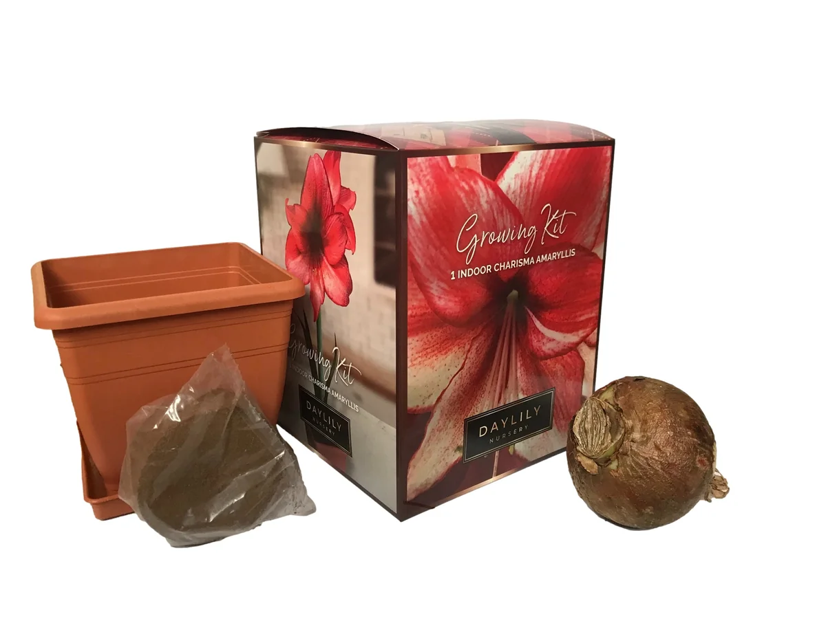 Amaryllis Kit Charisma - Indoor Deep Red Flowering Bulb Plant - 20-24 Inches Tall - Image 2