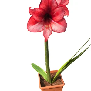 Amaryllis Kit Charisma - Indoor Deep Red Flowering Bulb Plant - 20-24 Inches Tall - Image 3