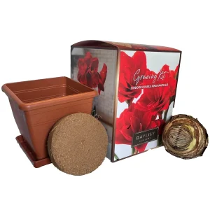 Amaryllis Kit Double King Red - Indoor Flowering Bulb Kit - 20-24 Inches Tall - Image 2