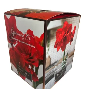 Amaryllis Kit Double King Red - Indoor Flowering Bulb Kit - 20-24 Inches Tall - Image 1