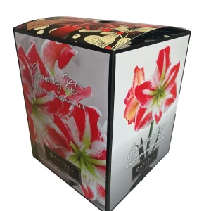 Amaryllis Kit Spartacus - Red & White Indoor Flower Bulb - 20-24 Inches Tall - Image 1