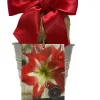 Amaryllis Minerva Bulb Growing Kit with Rustic Tin Pot, 14-16 Bulb Size - Image 1