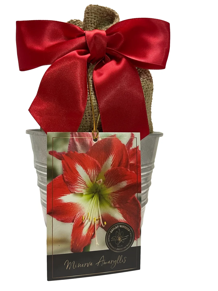 Amaryllis Minerva Bulb Growing Kit with Rustic Tin Pot, 14-16 Bulb Size - Image 1