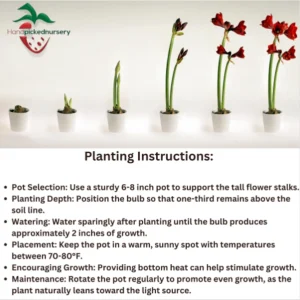 Amaryllis Minerva Bulb - Size 36/38 cm - Vibrant Winter Blooms - Indoor/Outdoor - Image 4