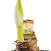 Amaryllis Minerva Kit - Large 26/28 cm Bulb, Pot & Soil - Red & White Flowers - Image 1
