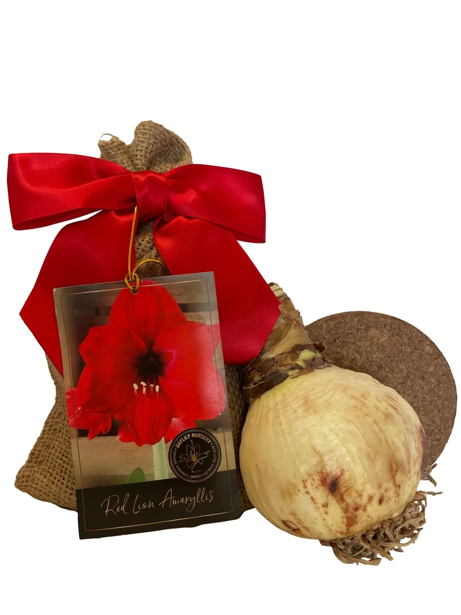 Amaryllis Red Lion Bulb Growing Kit - Gold Tin Pot, Bulb Size 14-16, 20-24" Tall - Image 2