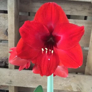 Amaryllis Red Lion Bulb Growing Kit - Gold Tin Pot, Bulb Size 14-16, 20-24
