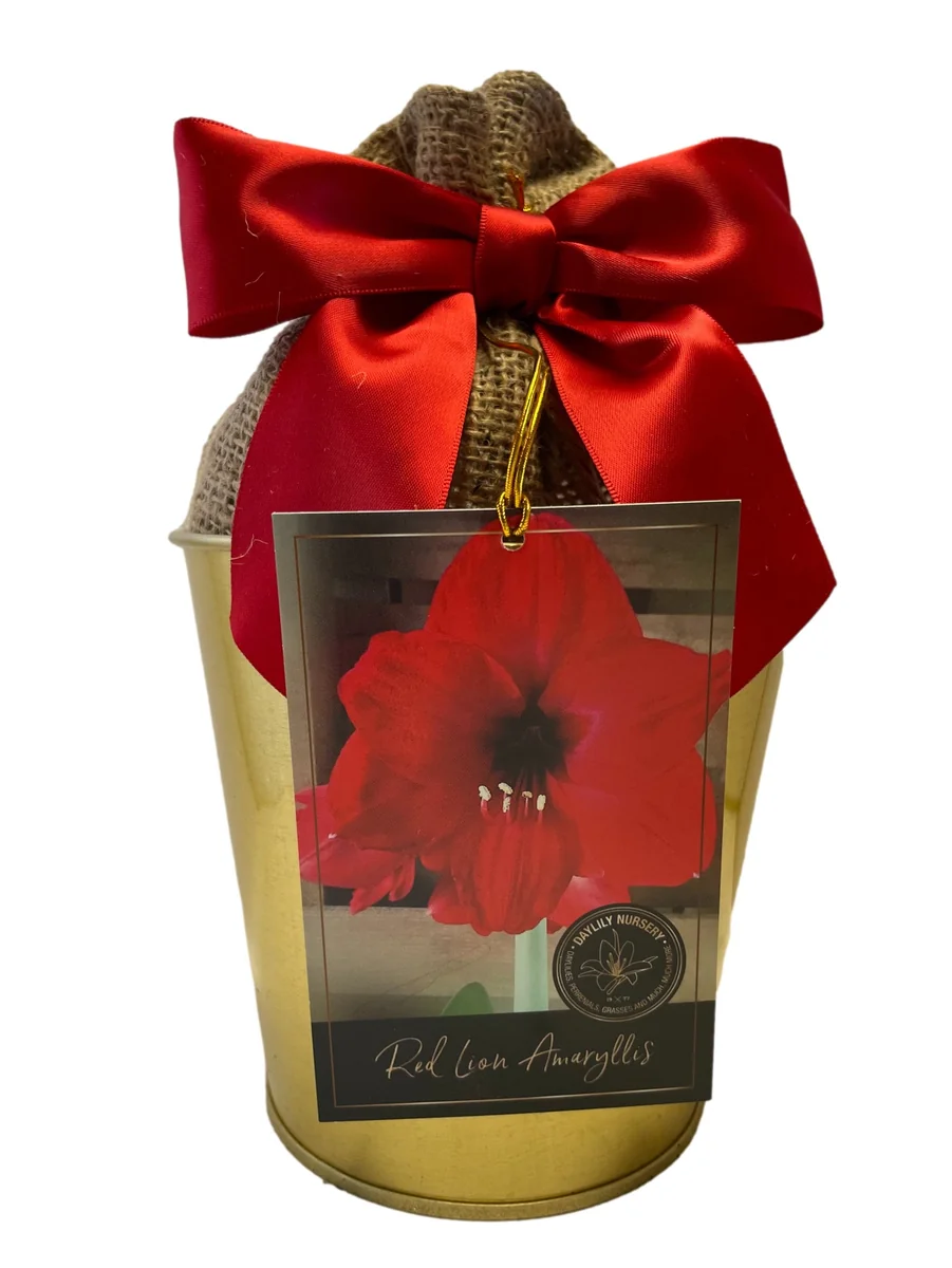 Amaryllis Red Lion Bulb Growing Kit - Gold Tin Pot, Bulb Size 14-16, 20-24" Tall - Image 1