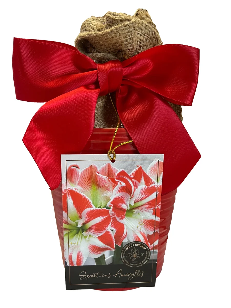 Amaryllis Sparticus Bulb Growing Kit with Red Ceramic Pot - 26-28 Bulb Size - Image 1