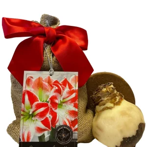 Amaryllis Sparticus Bulb Growing Kit with Rustic Tin Pot - Holiday Gift - Image 2