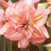 Amaryllis Zombie Bulb - Watermelon Pink & White Double Sonata, 22/24 Bulb Size - Image 1