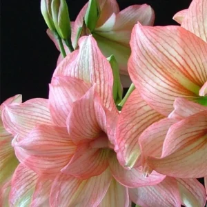 Amaryllis Zombie Bulb - Watermelon Pink & White Double Sonata, 22/24 Bulb Size - Image 2